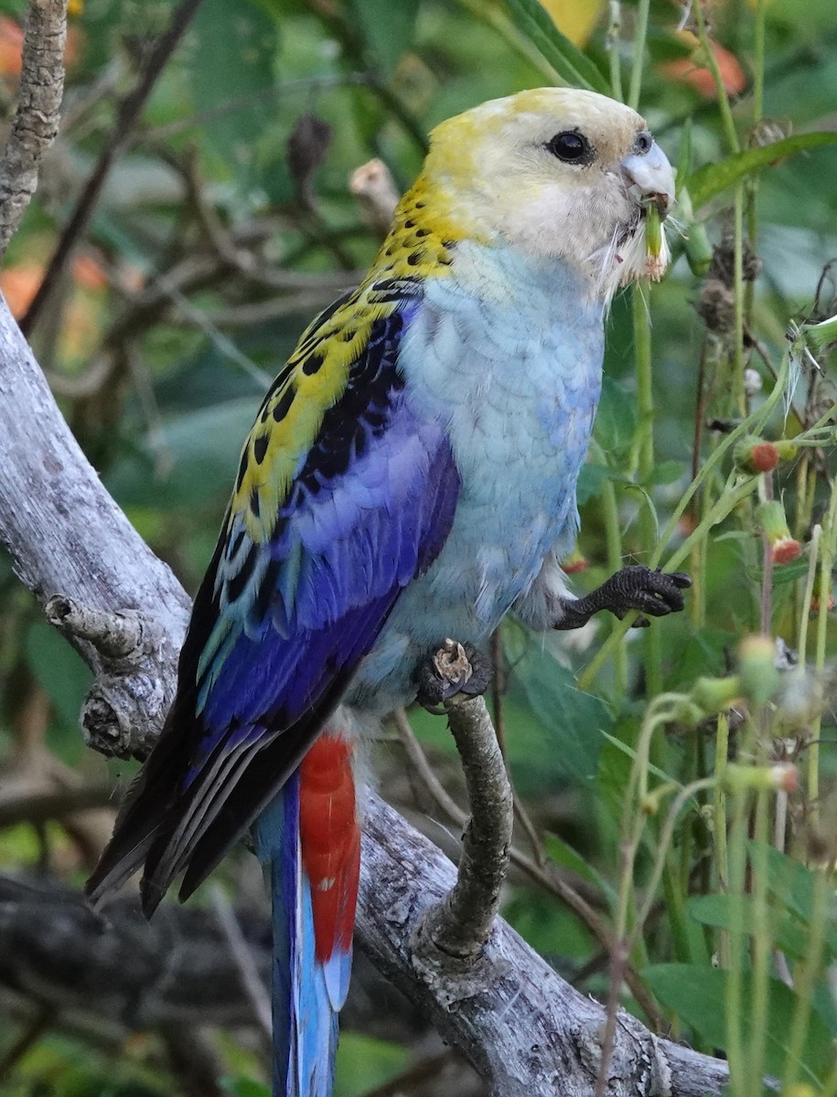 Pale-headed Rosella - ML625424541