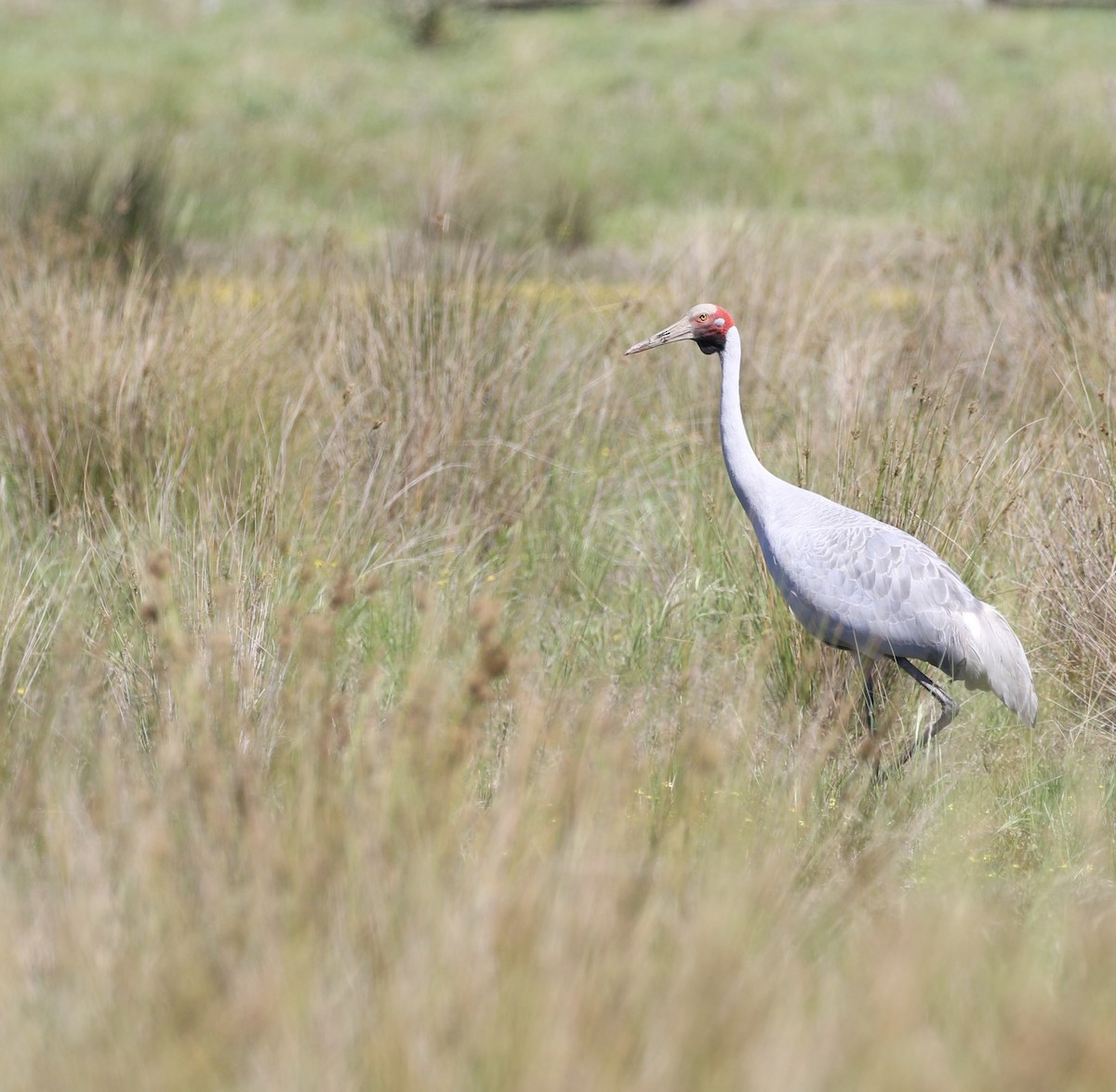 Brolga - ML625424629