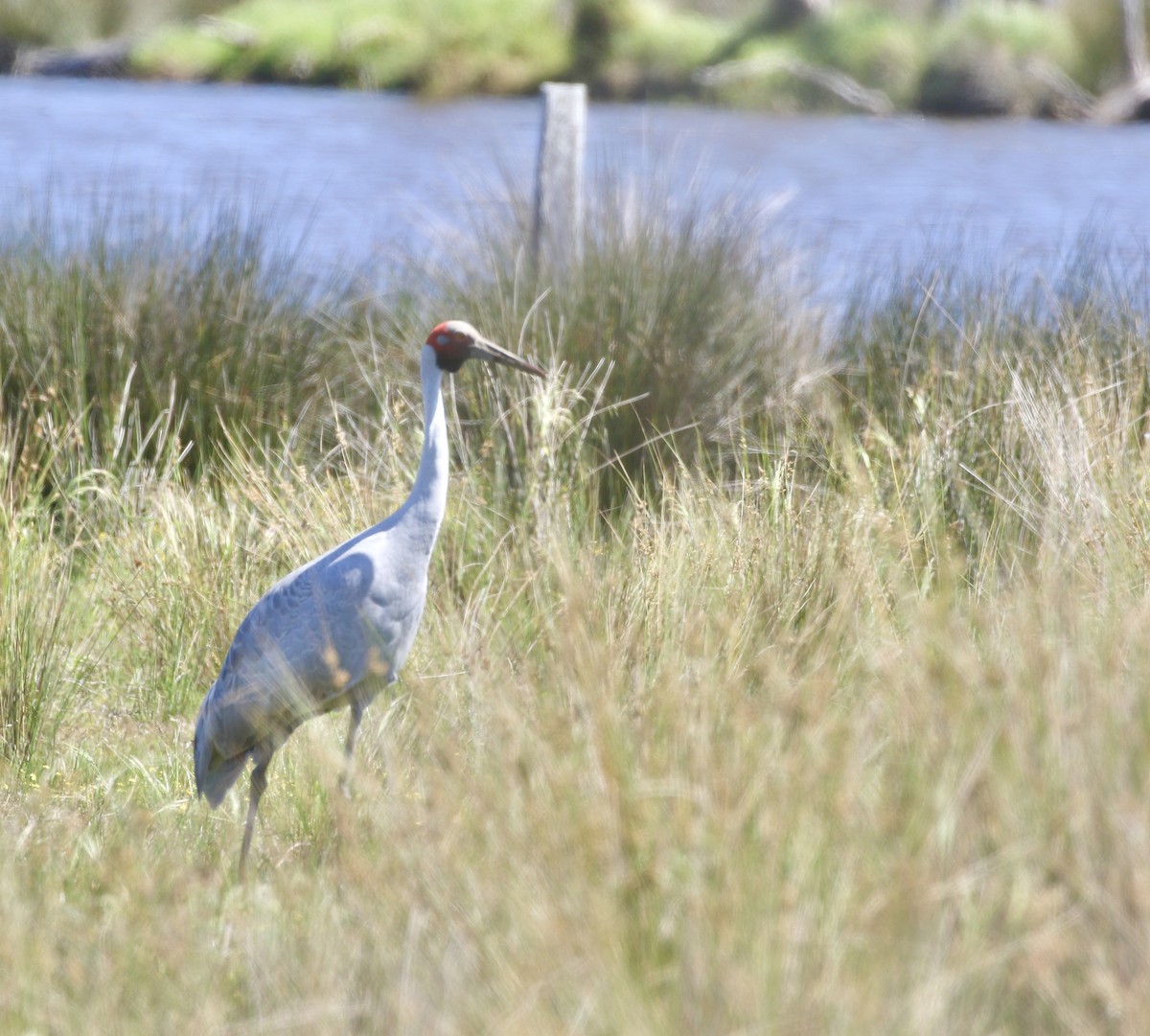 Brolga - ML625424630