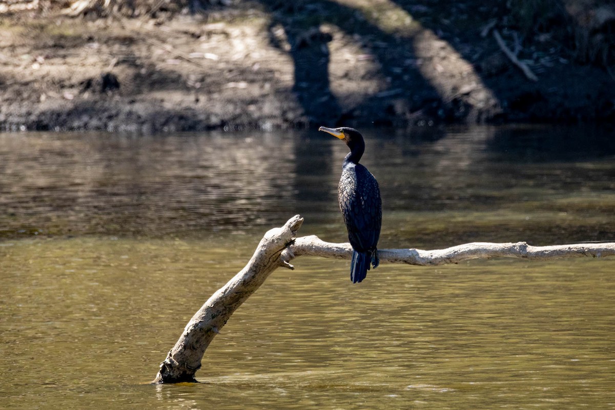 Great Cormorant - Scott Jamieson