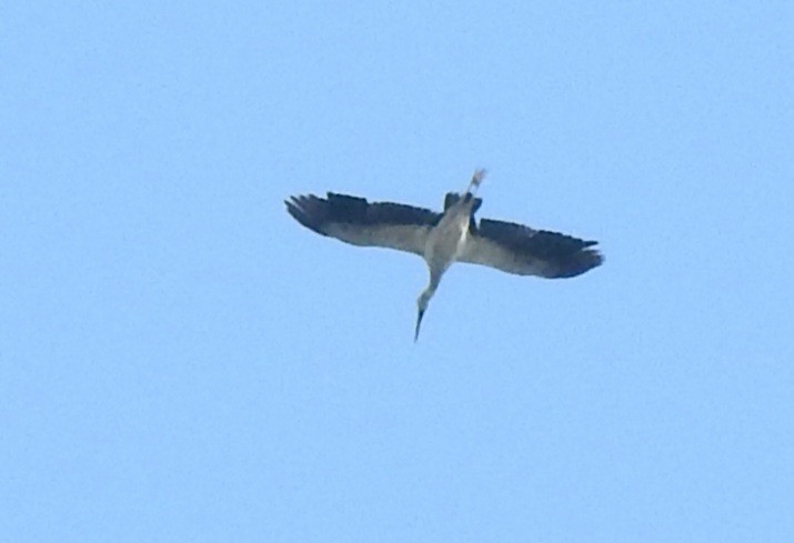 Asian Openbill - YM Liew