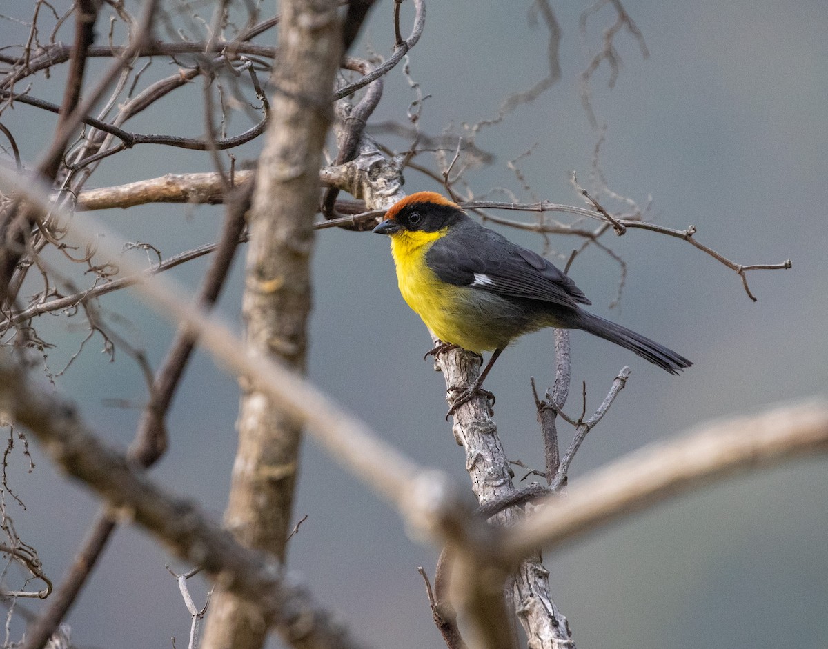 Atlapetes Pechiamarillo (grupo latinuchus) - ML625425397