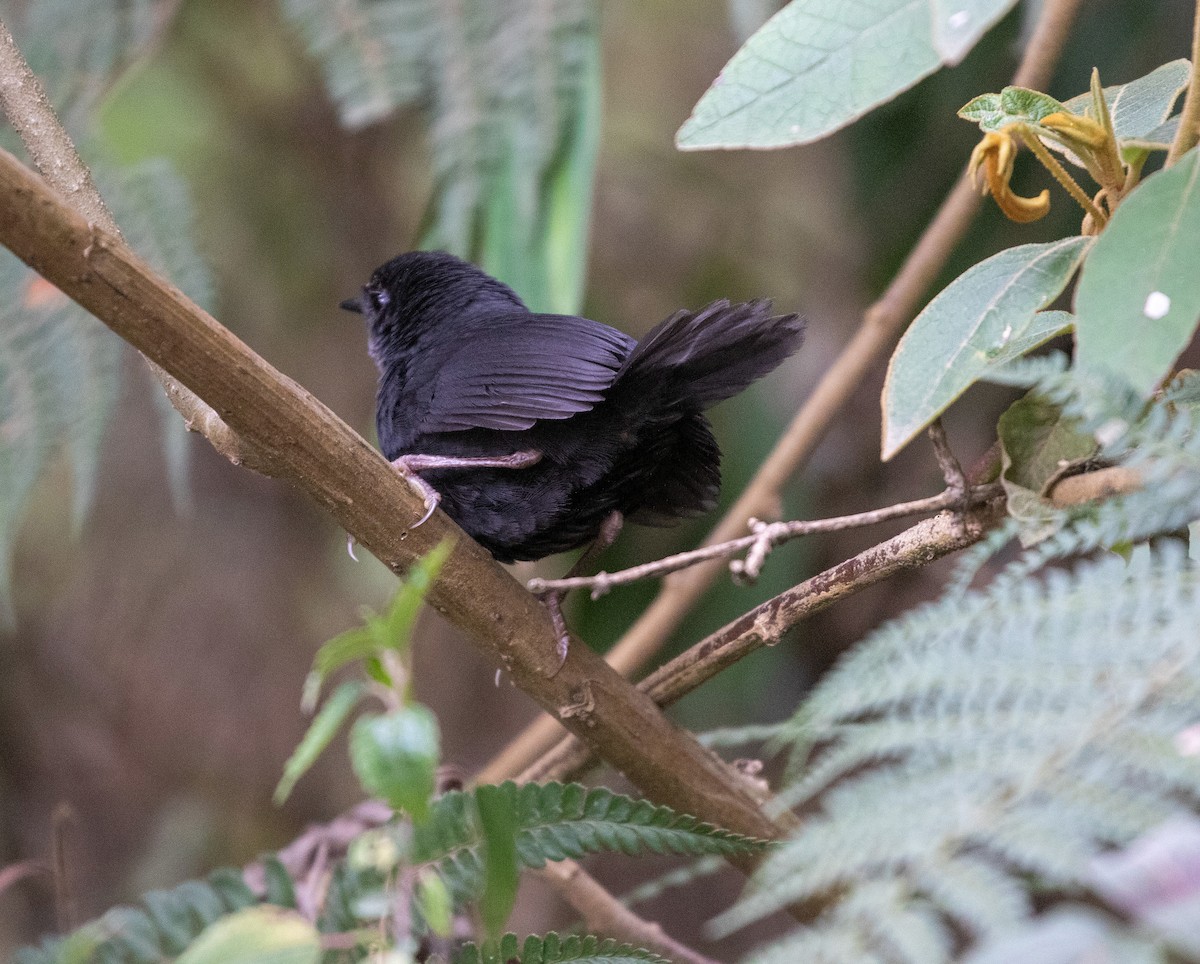 Utcubamba Tapaculo - ML625425400