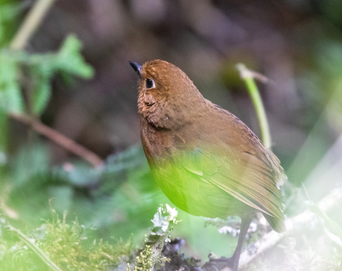 Chachapoyas Antpitta - ML625425518