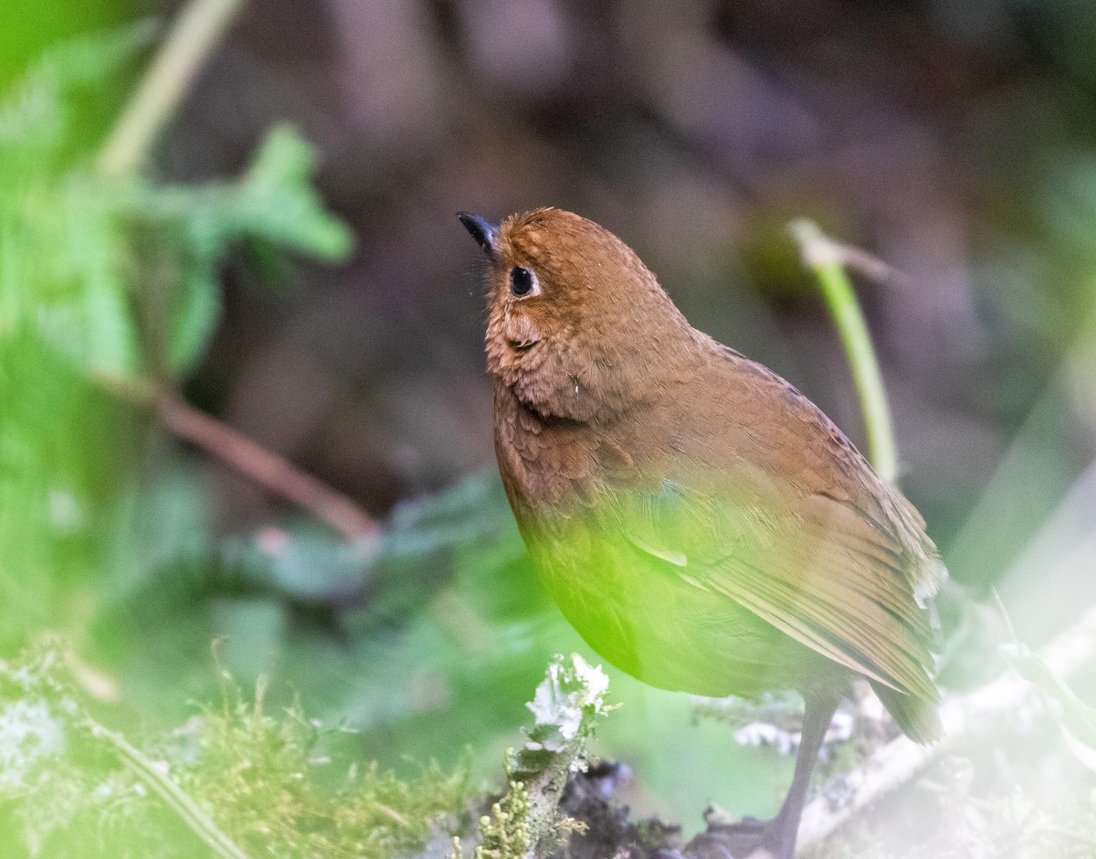 Chachapoyas Antpitta - ML625425521