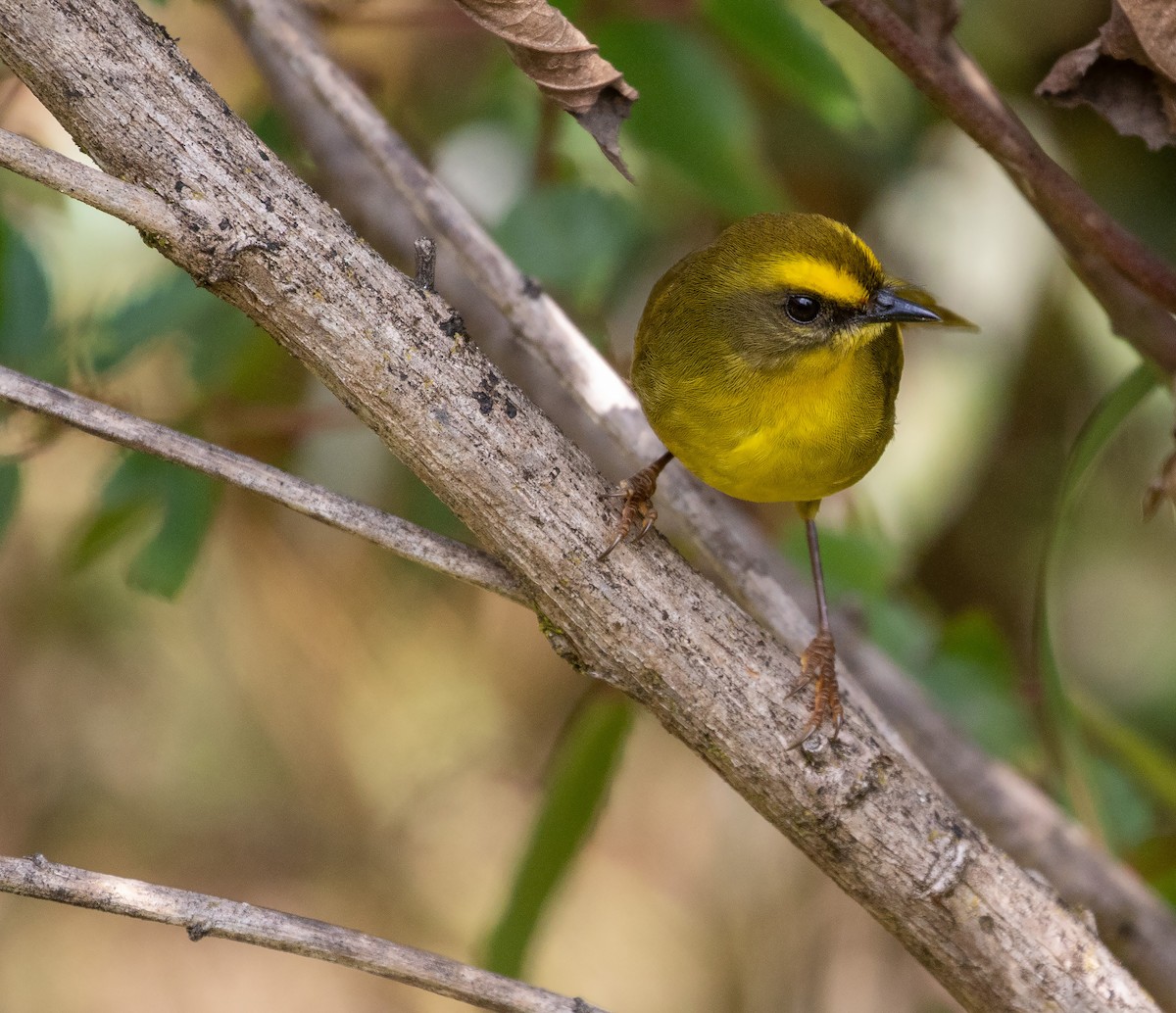 Citrine Warbler - ML625425539