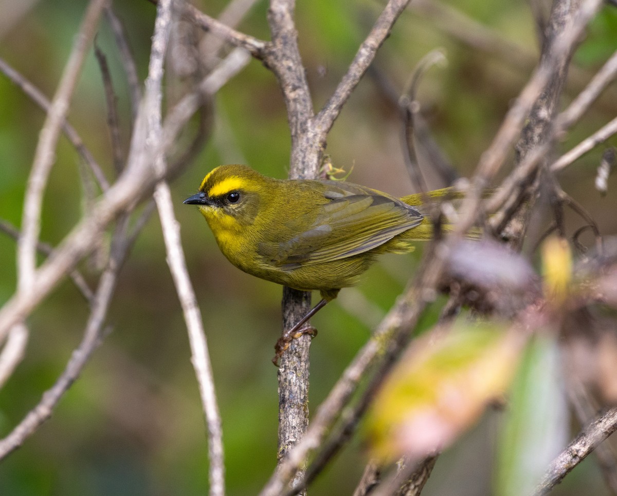 Citrine Warbler - ML625425546
