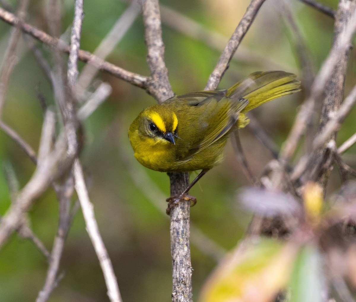 Citrine Warbler - ML625425547