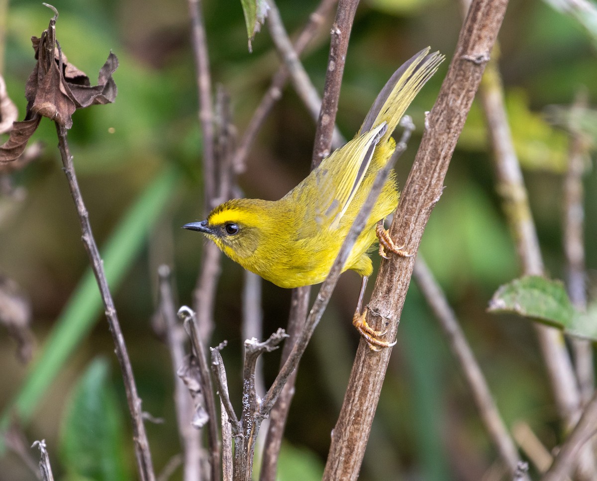 Citrine Warbler - ML625425553