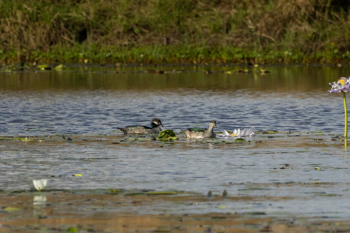 Green Pygmy-Goose - ML625425554