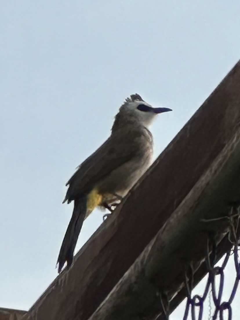 Yellow-vented Bulbul - ML625425558