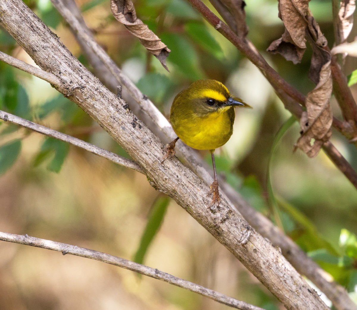 Citrine Warbler - ML625425561