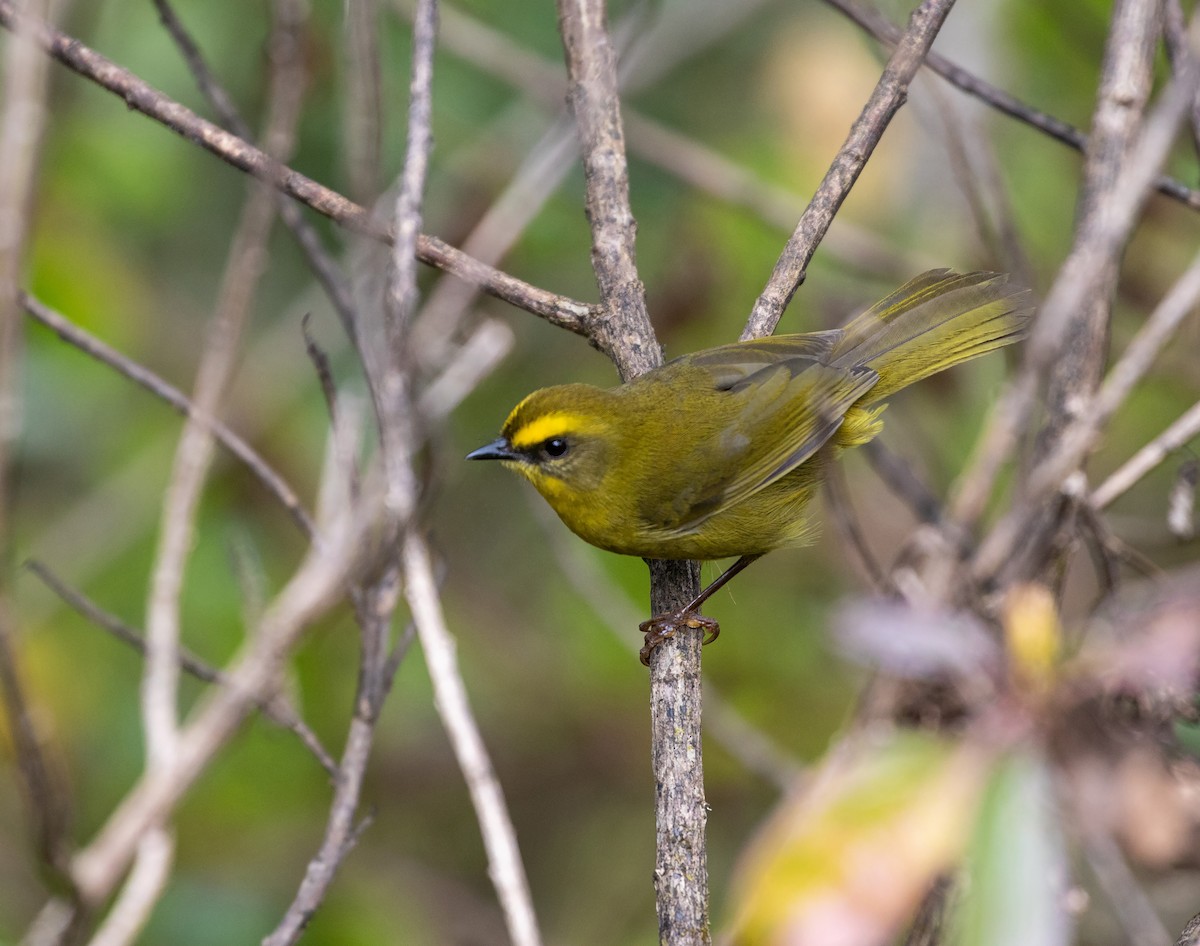 Citrine Warbler - ML625425582