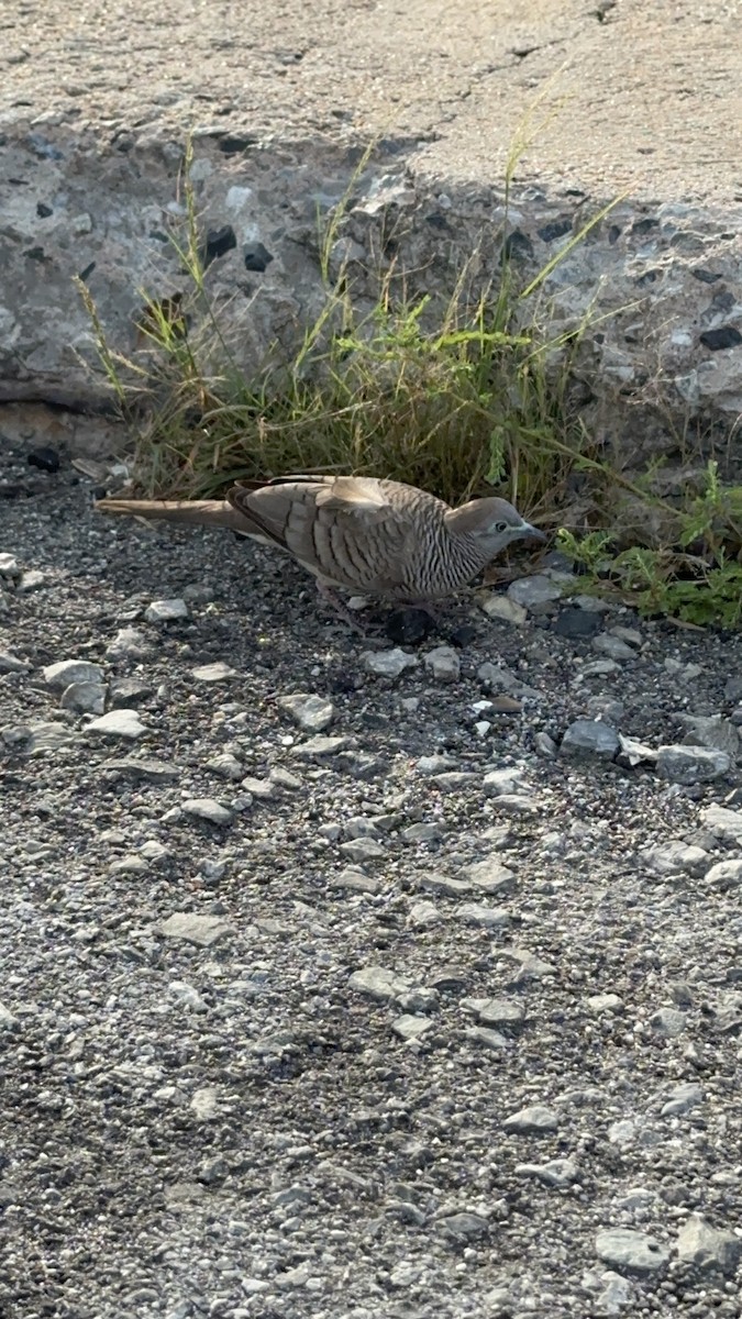 Zebra Dove - ML625425584