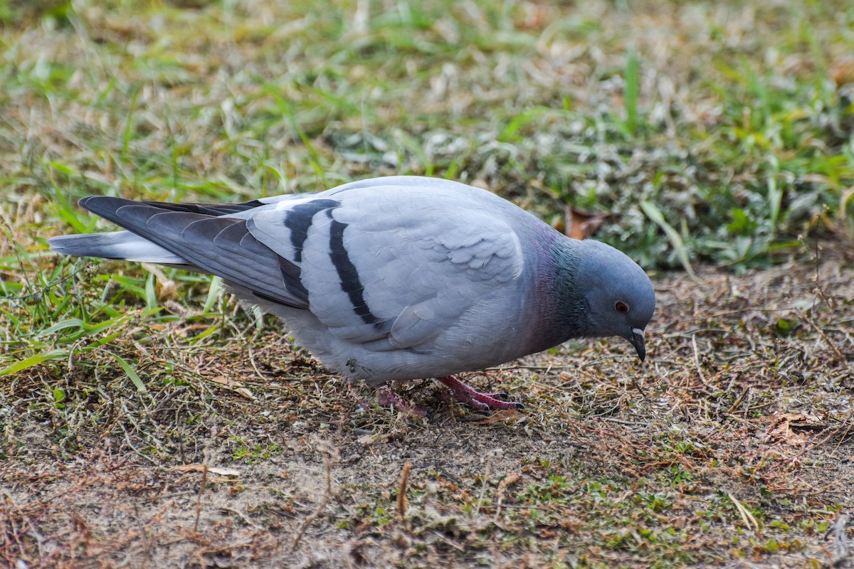 Hill Pigeon - ML625425604
