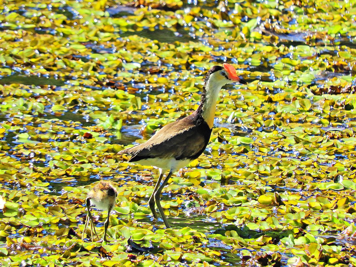 Comb-crested Jacana - ML625425613