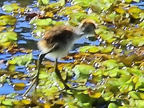 Comb-crested Jacana - ML625425625