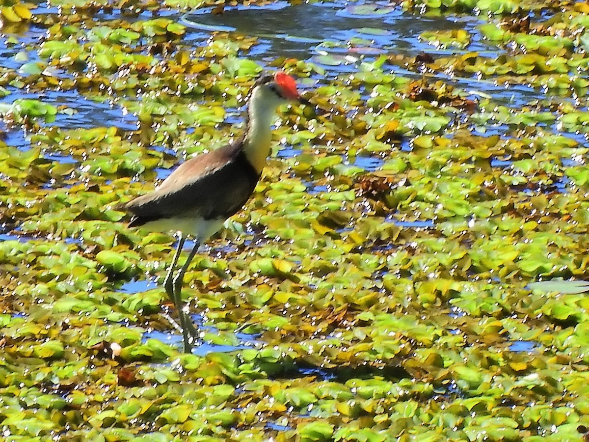 Comb-crested Jacana - ML625425635