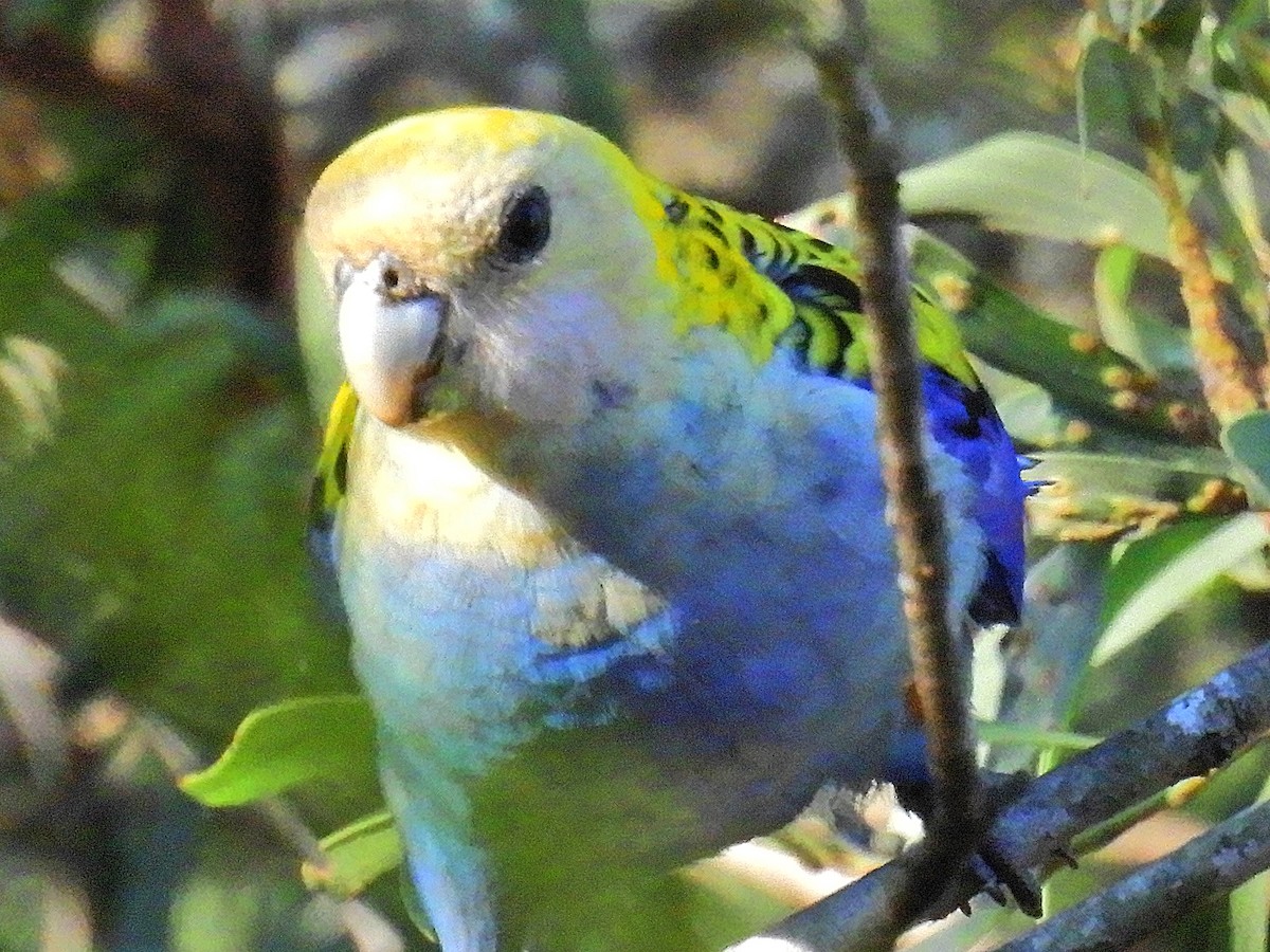 Pale-headed Rosella - ML625425638