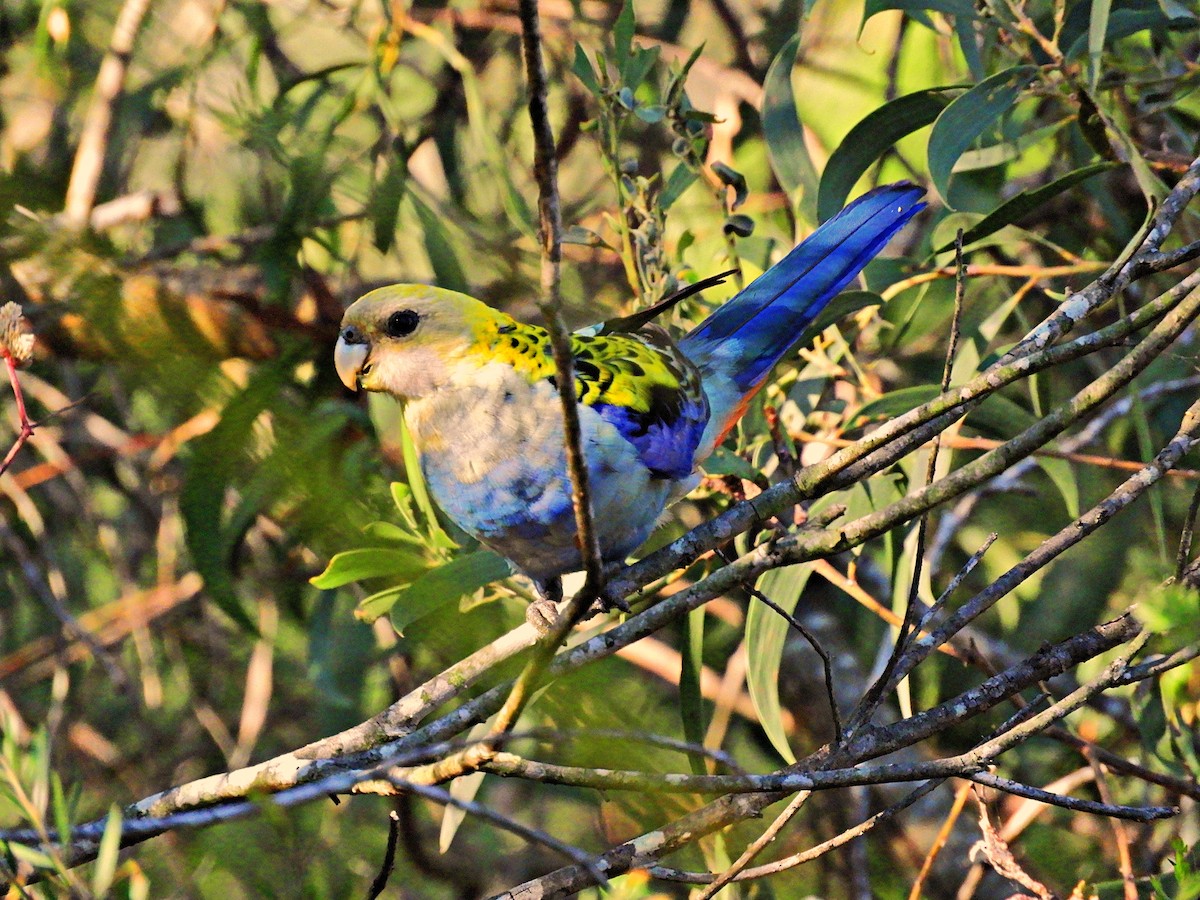 Pale-headed Rosella - ML625425648