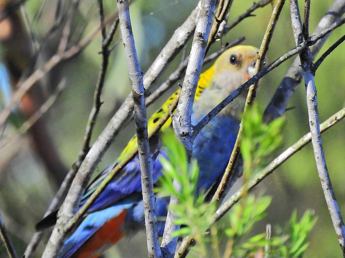 Pale-headed Rosella - ML625425650