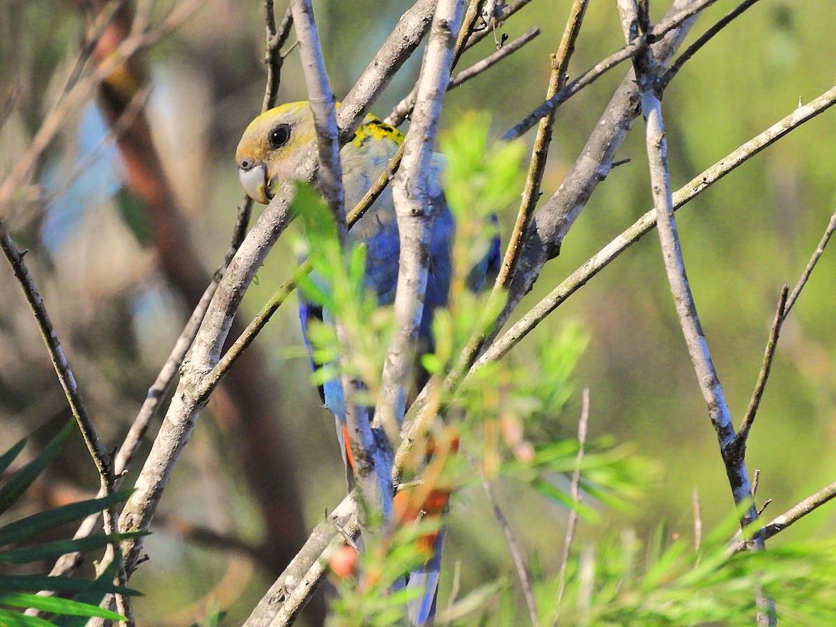 Pale-headed Rosella - ML625425652