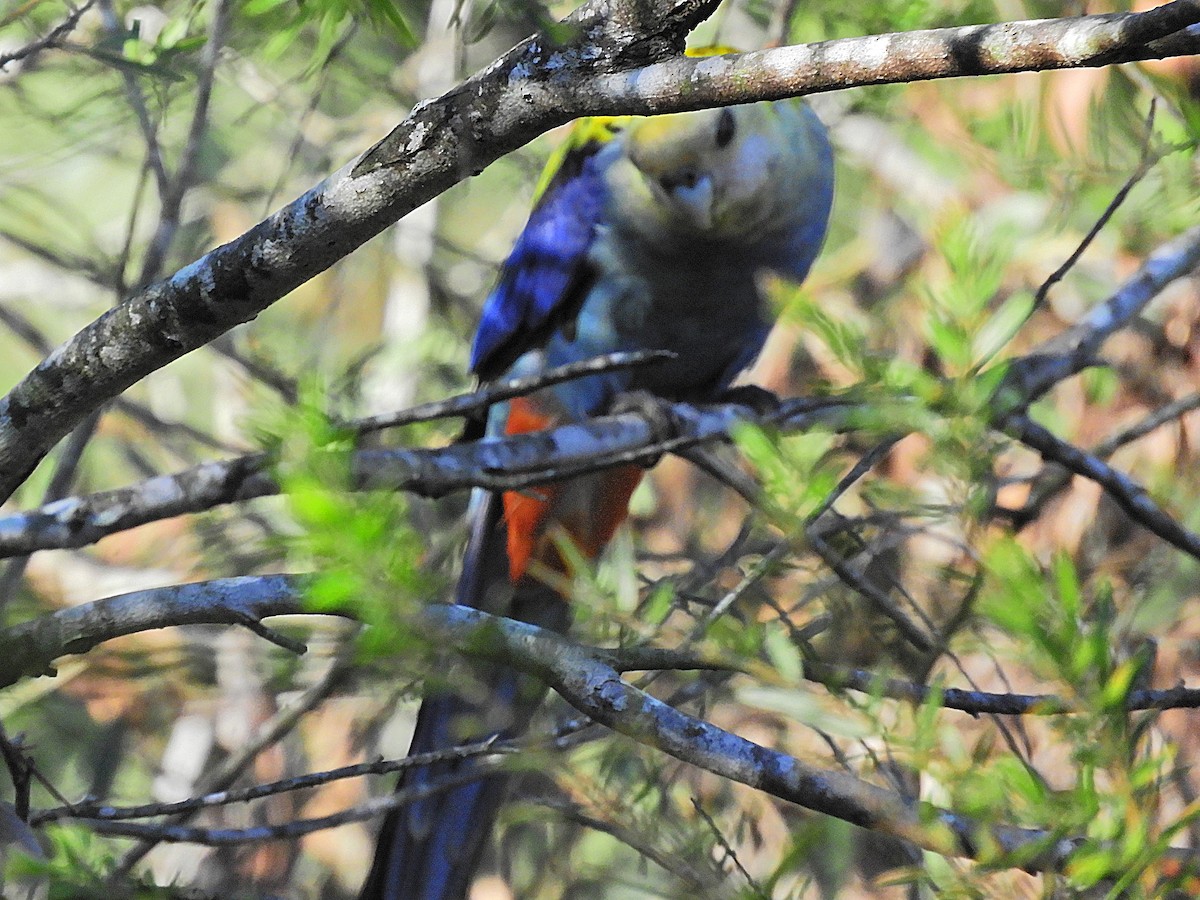 Pale-headed Rosella - ML625425654