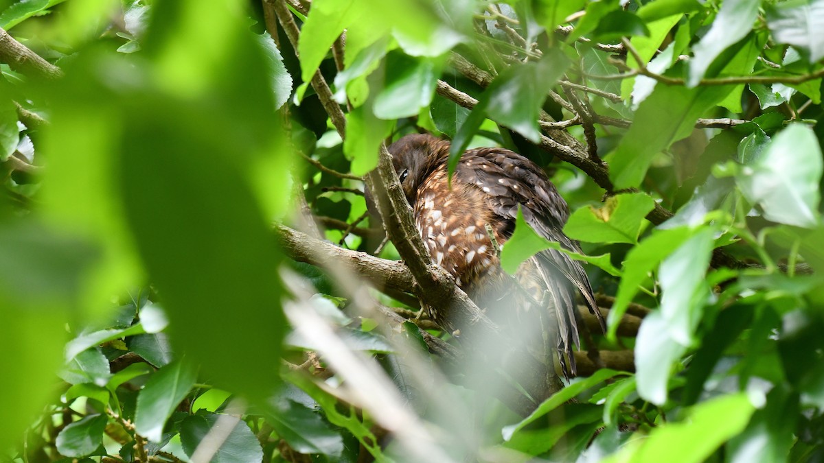 Morepork - ML625425685