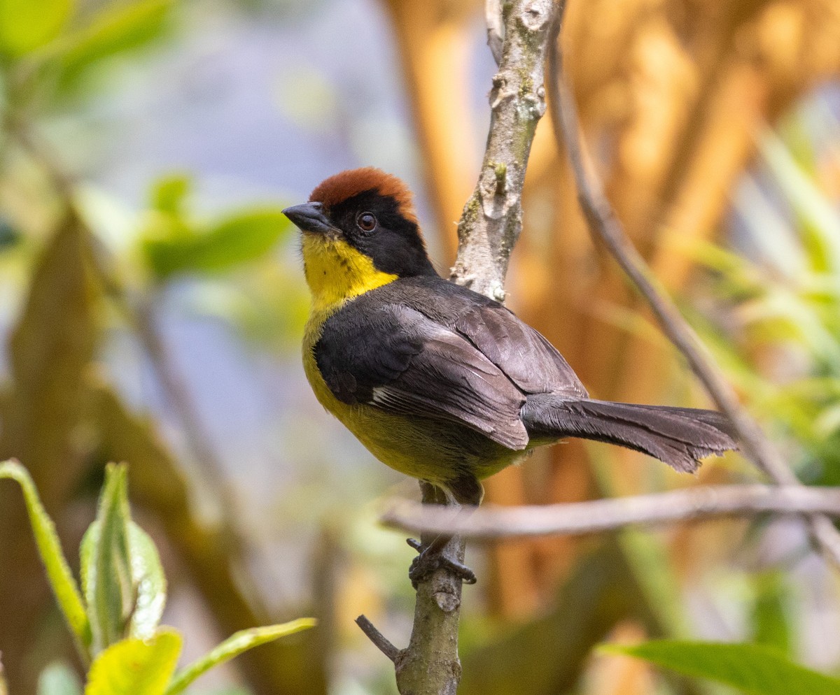 Atlapetes Pechiamarillo (grupo latinuchus) - ML625425700