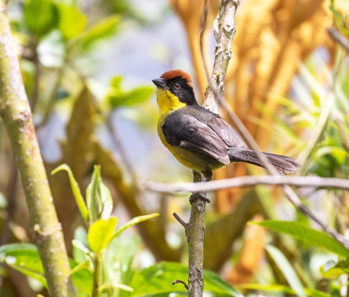 Atlapetes Pechiamarillo (grupo latinuchus) - ML625425702