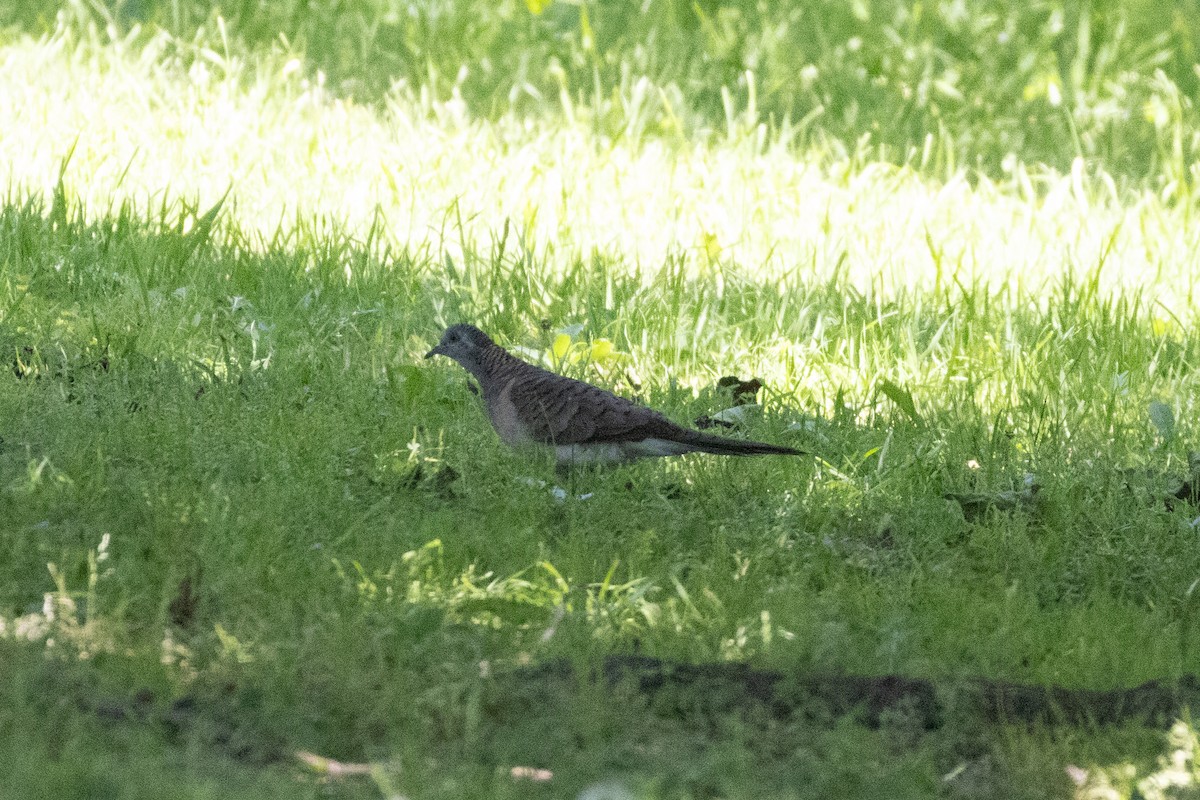 Bar-shouldered Dove - ML625425740