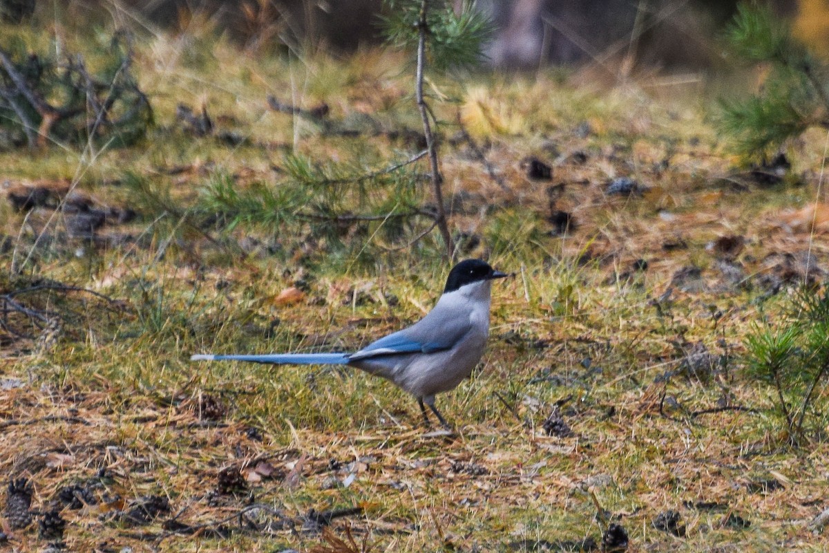 Azure-winged Magpie - ML625425803