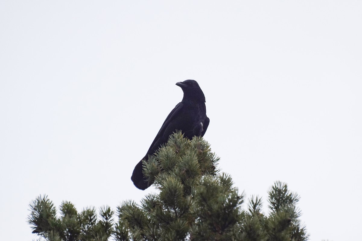 Carrion Crow - ML625425824