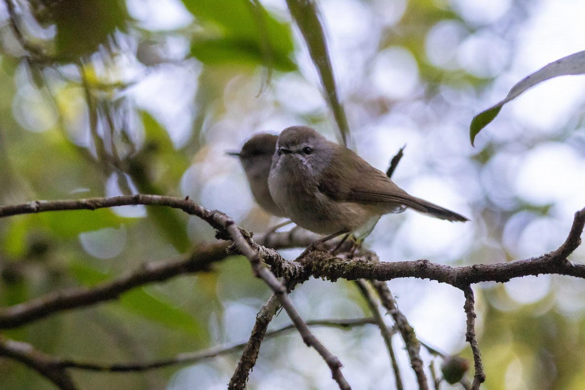 Brown Gerygone - ML625425956