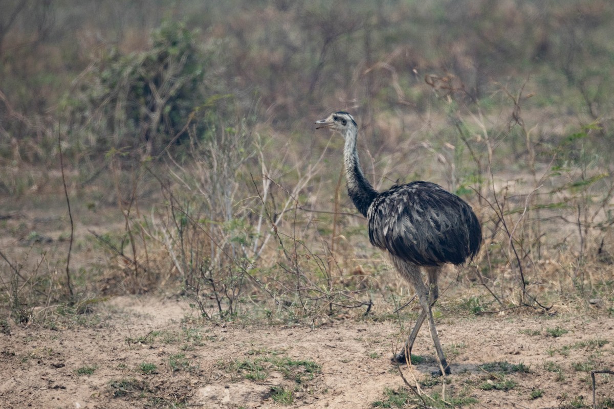 Greater Rhea - ML625426004