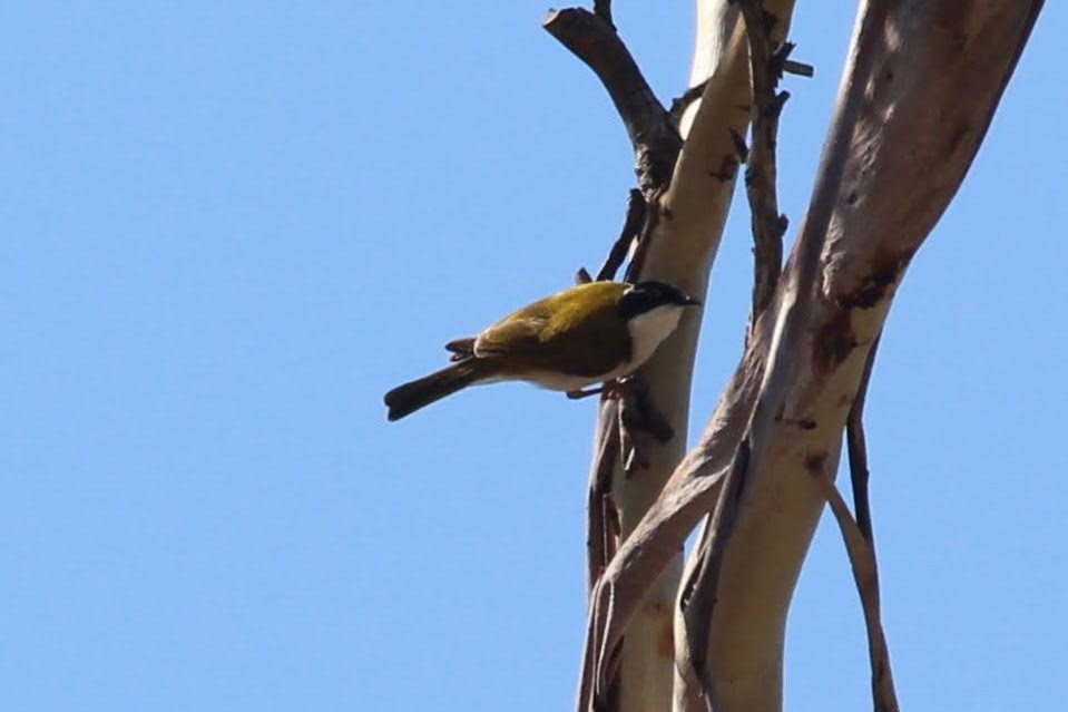 White-throated Honeyeater - ML625426230