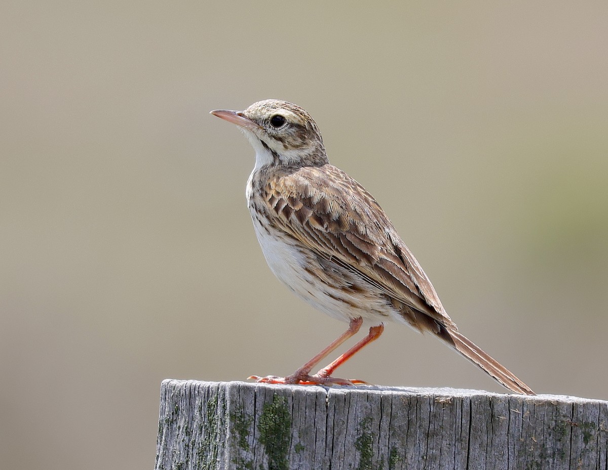 Australian Pipit - ML625426366