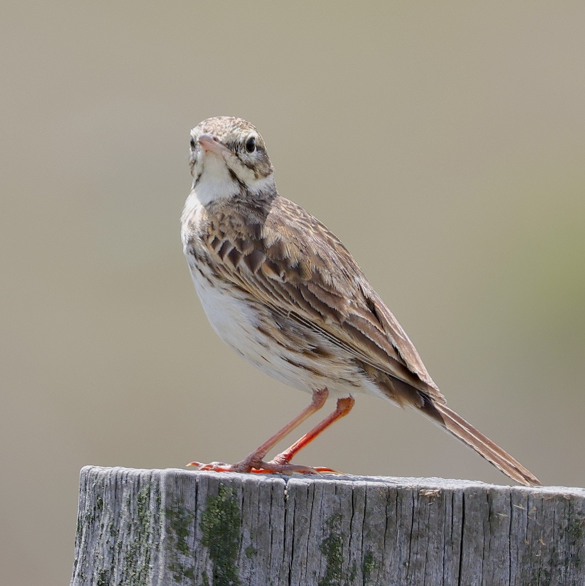 Australian Pipit - ML625426368