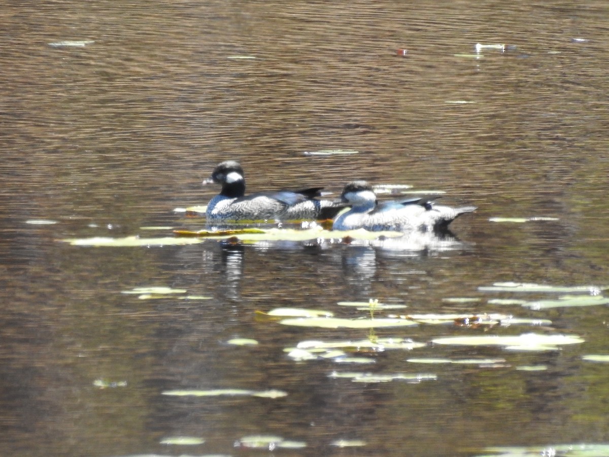 Green Pygmy-Goose - ML625426547