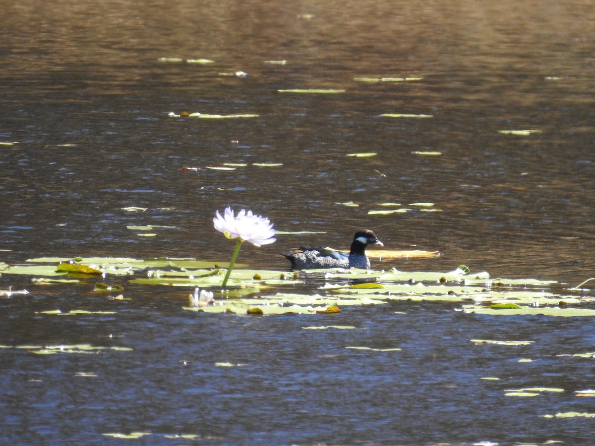 Green Pygmy-Goose - ML625426548