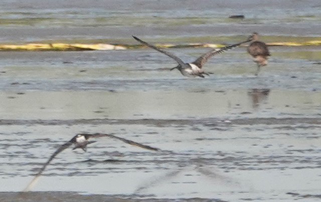 Kurlinta bekainduna [phaeopus Taldekoa] - ML625426574