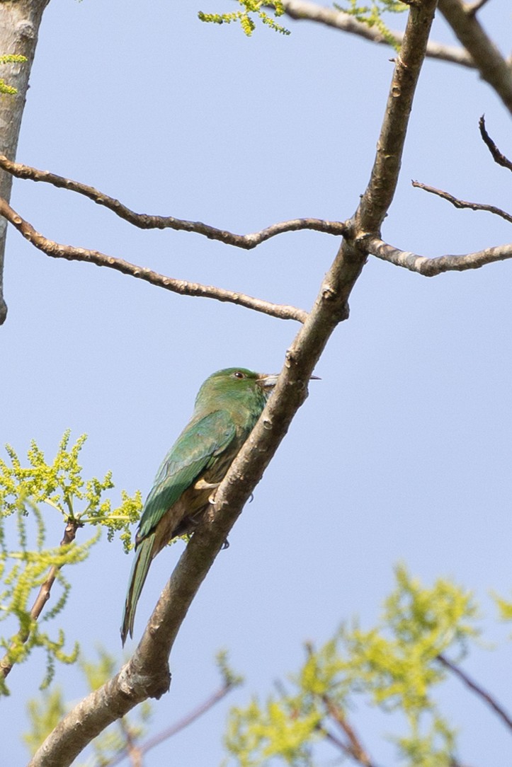 Blue-bearded Bee-eater - ML625426612