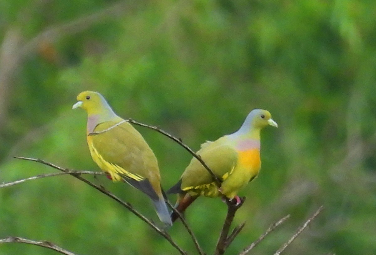 Orange-breasted Green-Pigeon - Suchitra S