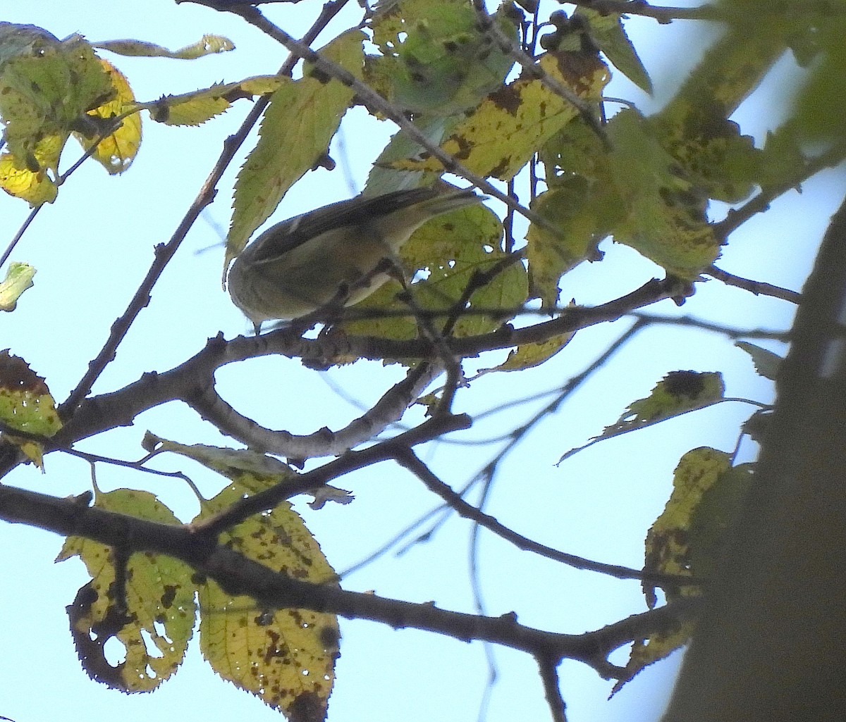 Bay-breasted Warbler - Richard Payne