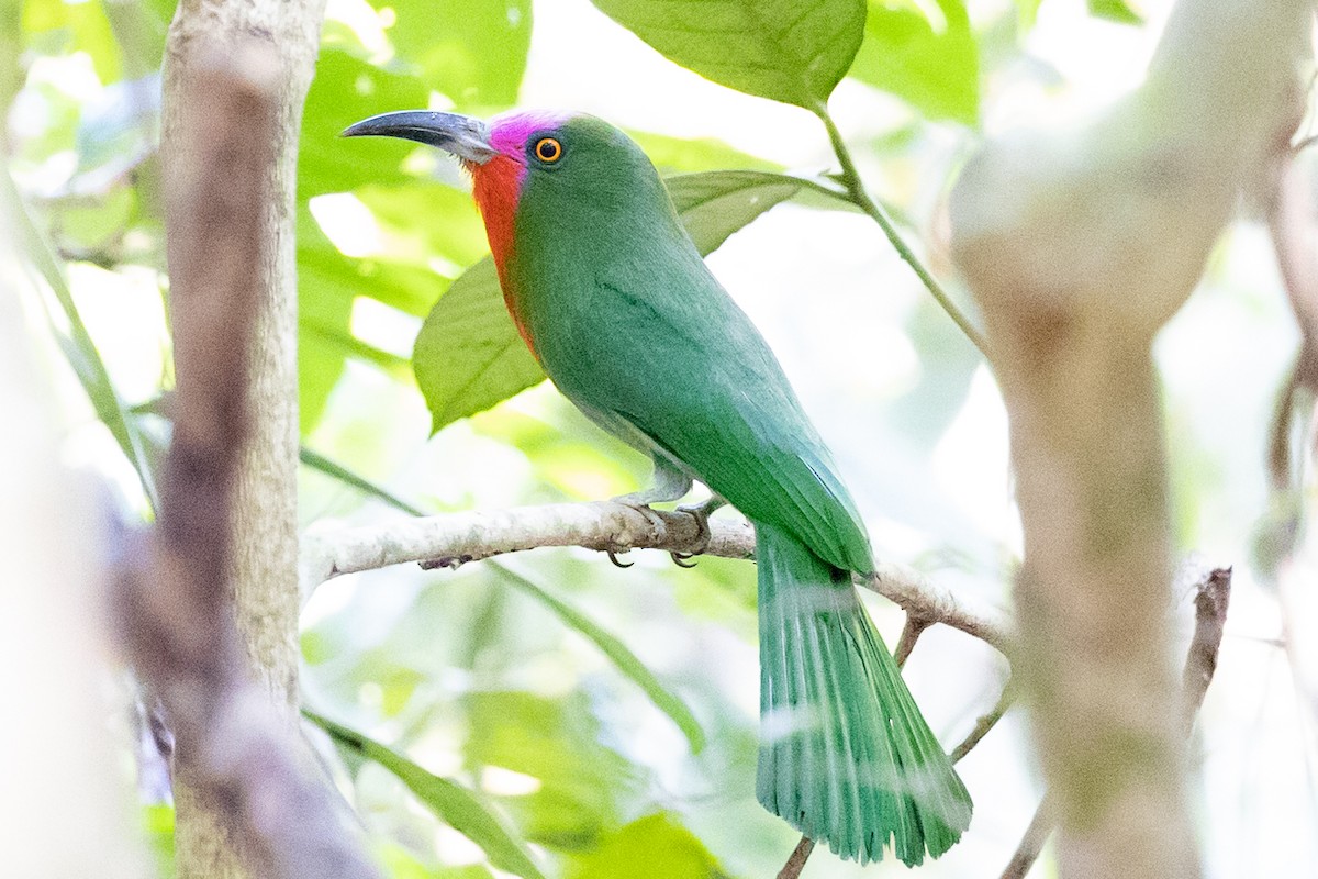 Red-bearded Bee-eater - ML625426766