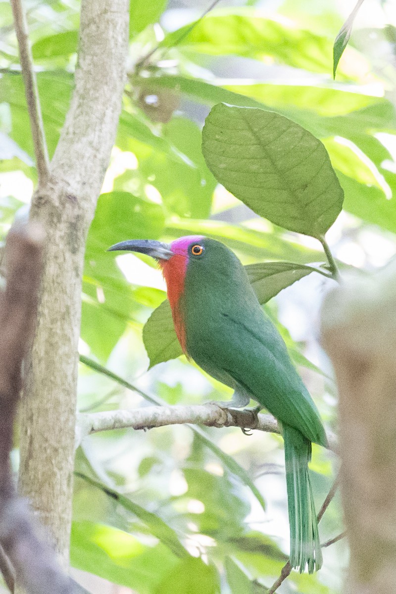 Red-bearded Bee-eater - ML625426767