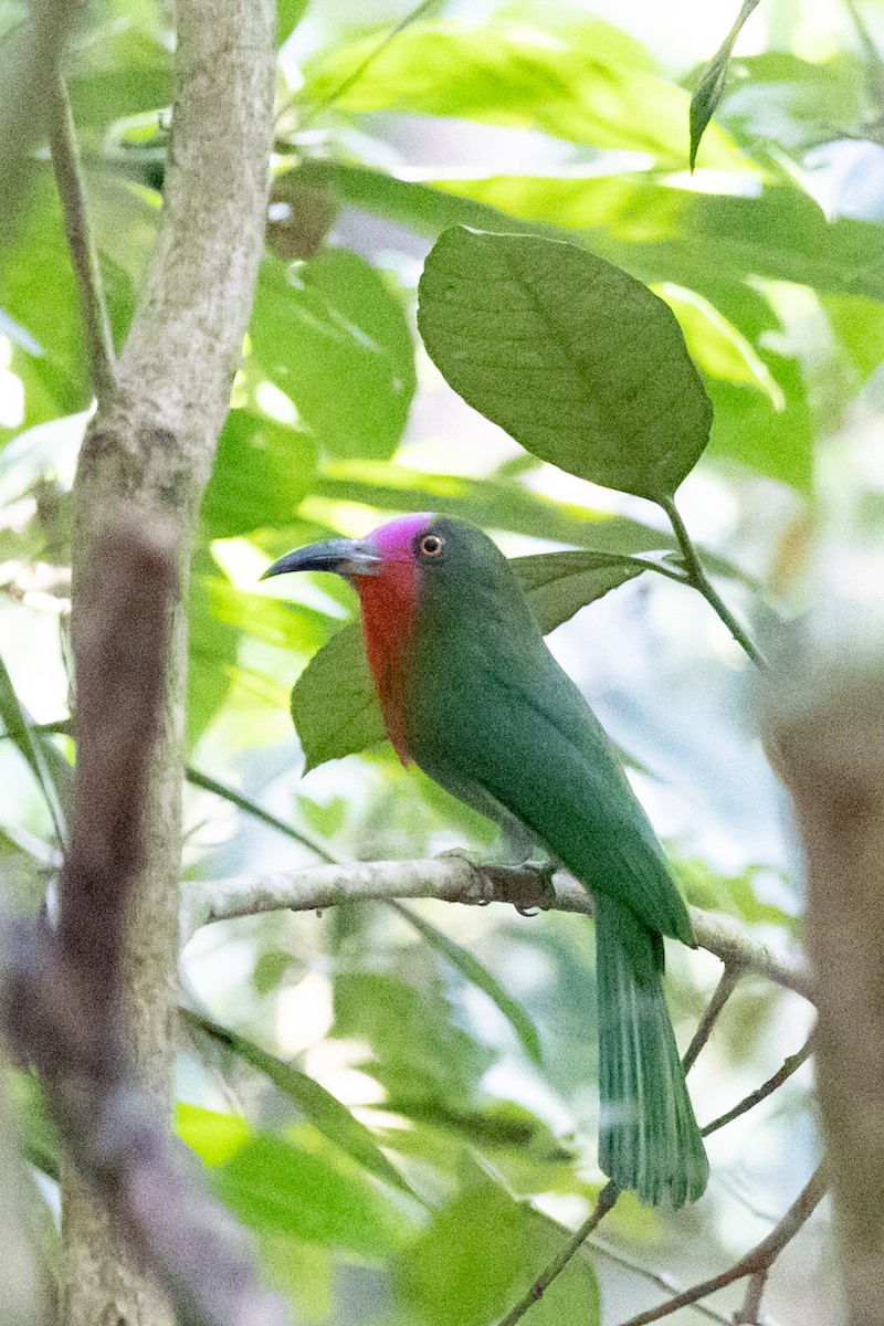 Red-bearded Bee-eater - ML625426768