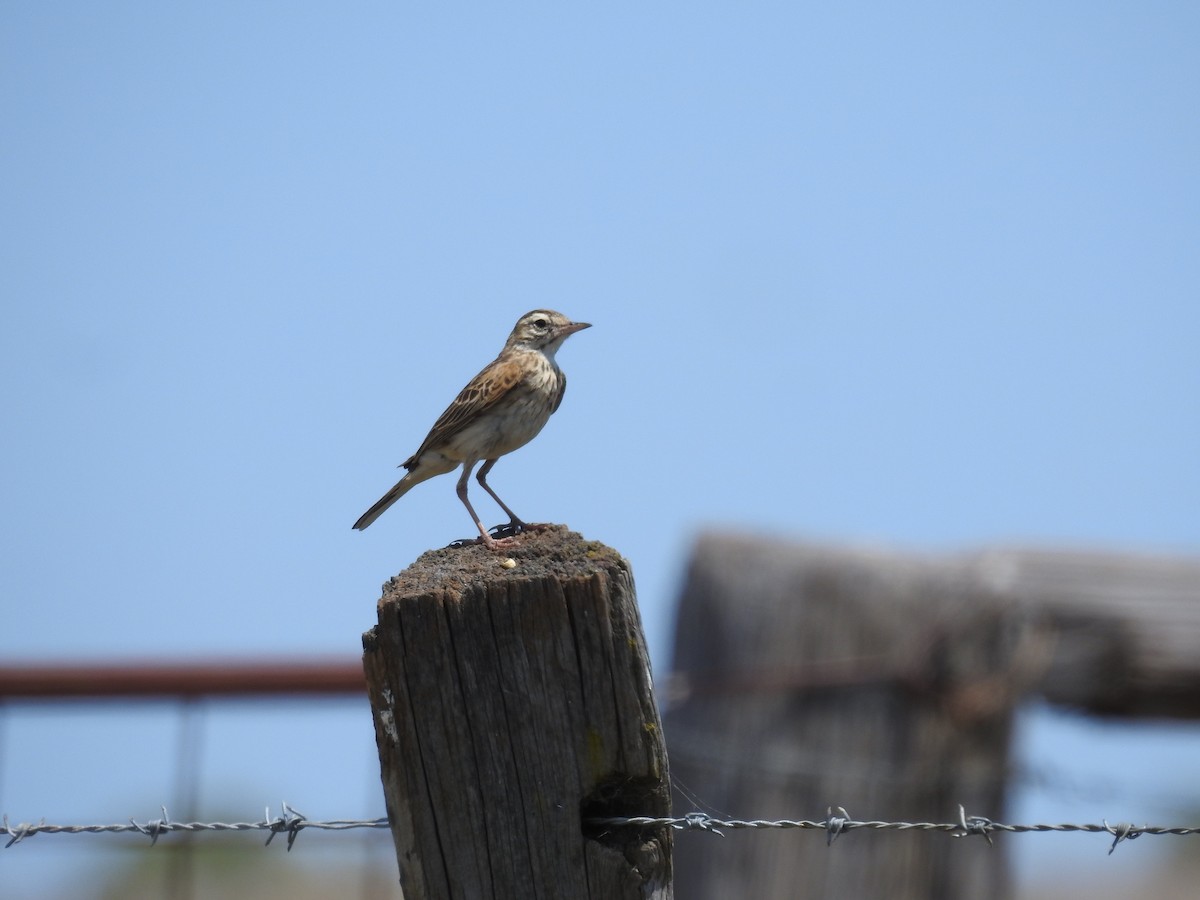 Australian Pipit - ML625426789