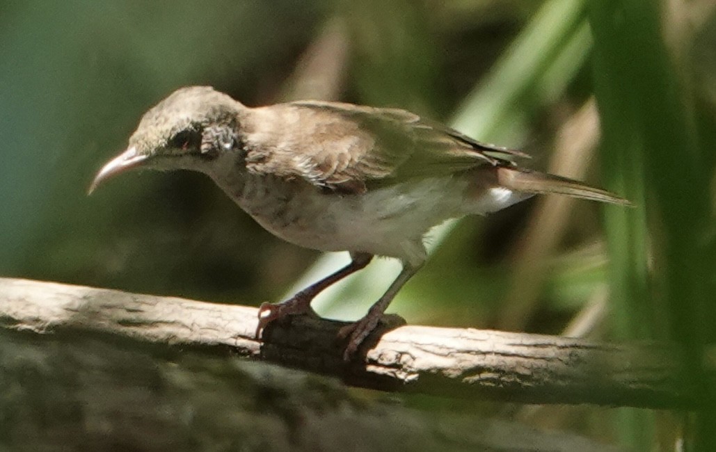 Brown-backed Honeyeater - ML625426806