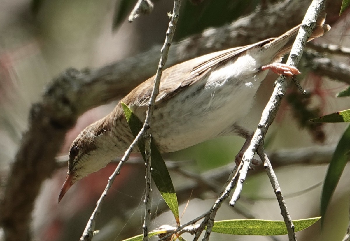 Brown-backed Honeyeater - ML625426807